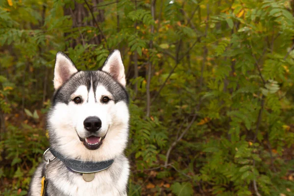 Πορτρέτο ενός χαρούμενου γκρι Σιβηρίας husky που κάθεται σε ένα φόντο πράσινο γρασίδι στην κάμερα. Σκύλος σε φυσικό φόντο. — Φωτογραφία Αρχείου