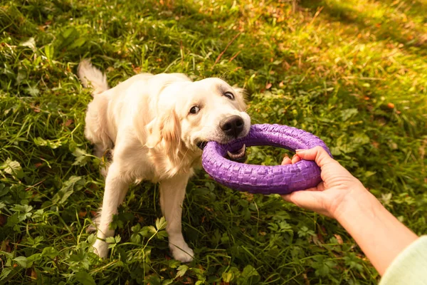 Um cão golden retriever está brincando com seu dono no parque. — Fotografia de Stock