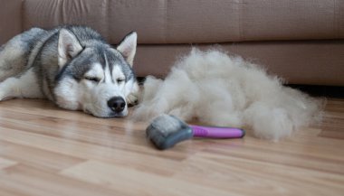 Sibirya Husky 'si bir kürk yığını ve bir köpek tarağı içinde yerde yatıyor. Köpek kılı kırpmak için fırça