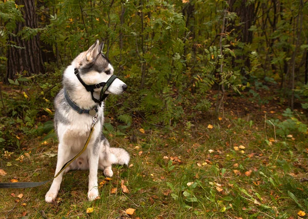 Bonito Macho Siberian Husky Cão Com Areia Coberta Halter Contra — Fotografia de Stock