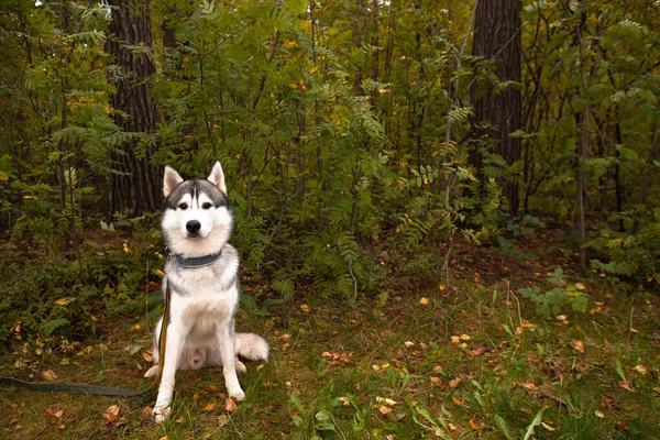 Siberische Husky Met Bruine Ogen Zit Kijkt Vooruit Vrolijke Hond — Stockfoto