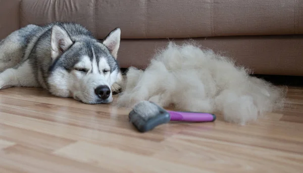 Husky Siberiano Jaz Chão Uma Pilha Pêlo Pente Cachorro Escova — Fotografia de Stock