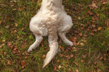 The golden retriever lies on the grass. Golden retriever ass. The pads on the paws and the duct are visible. view from above. clipart