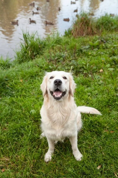 Close up. Portrait of a golden retriever looking up into the camera and then - standing on its back feet. Green grass in the background. Top view.