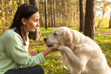 Köpek Golden Retriever ve parkta genç bir kadın. Hayvan sevgisi