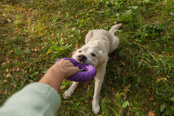 Dog Golden Retriever joga um brinquedo no parque com seu proprietário — Fotografia de Stock