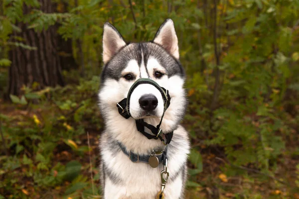 Jóképű Férfi Szibériai Husky Kutya Homokkal Borított Kötőfék Ellen Tapadás — Stock Fotó