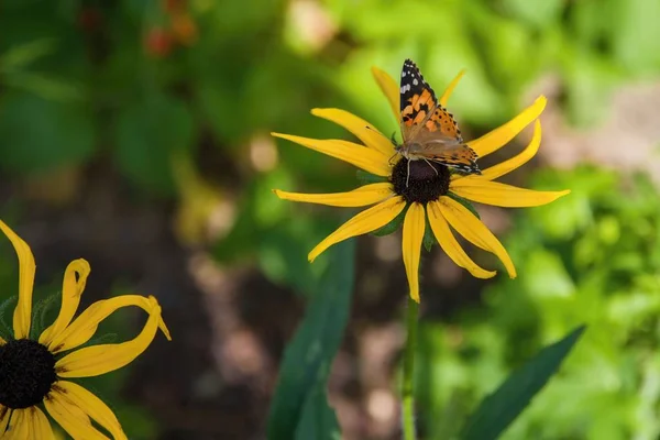 Butterfly on the blooming flower - life in the garden