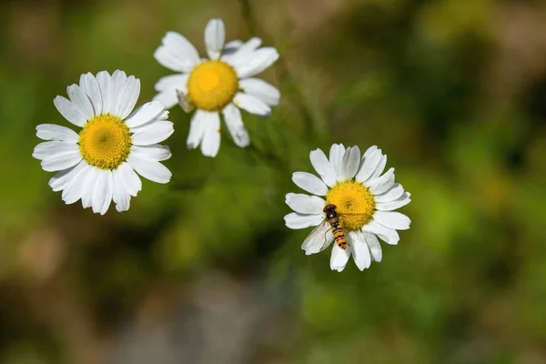 Vespa Sul Fiore Fiore — Foto Stock