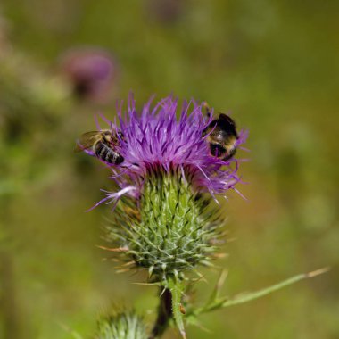 Arı ve Bumblebee çiçek açan devedikeni üzerinde