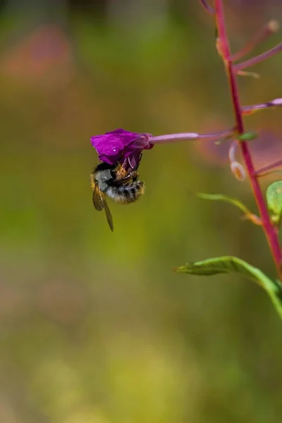 Bumblebee Golpe — Fotografia de Stock
