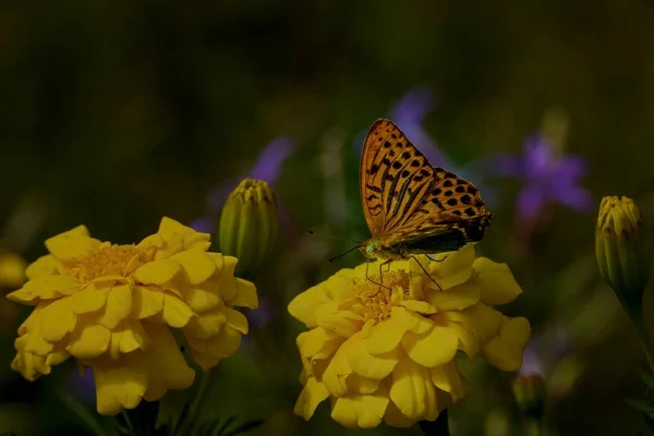 Butterfly on the blooming flower - life in the garden