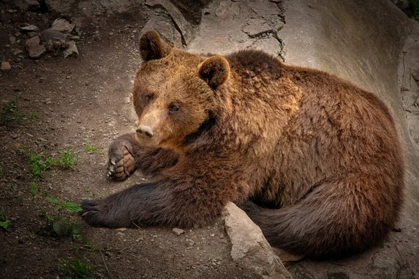 Brownbear Lat Ursus Arctos Czech Republic — Stock Photo, Image