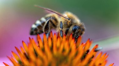 Canlı bir turuncu çiçekte polen toplayan bir arı hakkında makro detay. Doğal çekim..