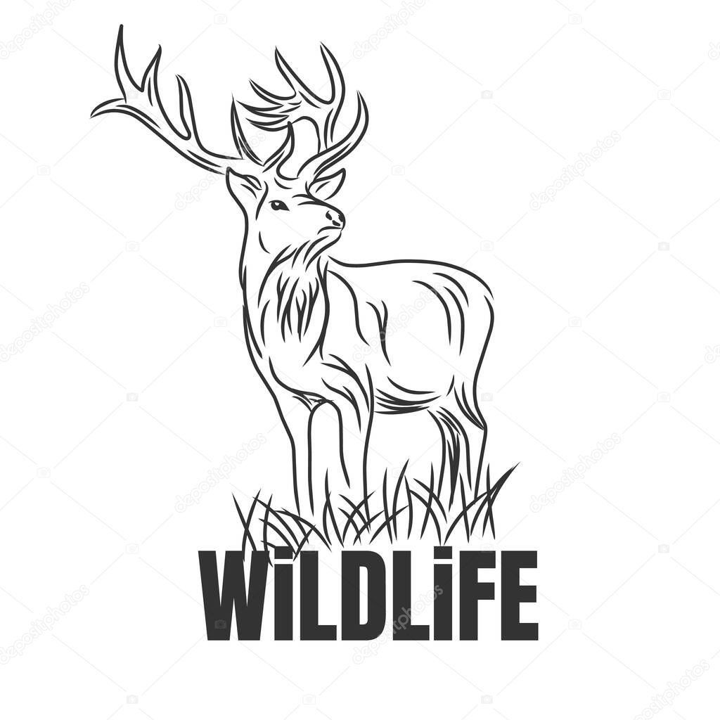 Hand drawn deer with wildlife text isolated on a white backgroun