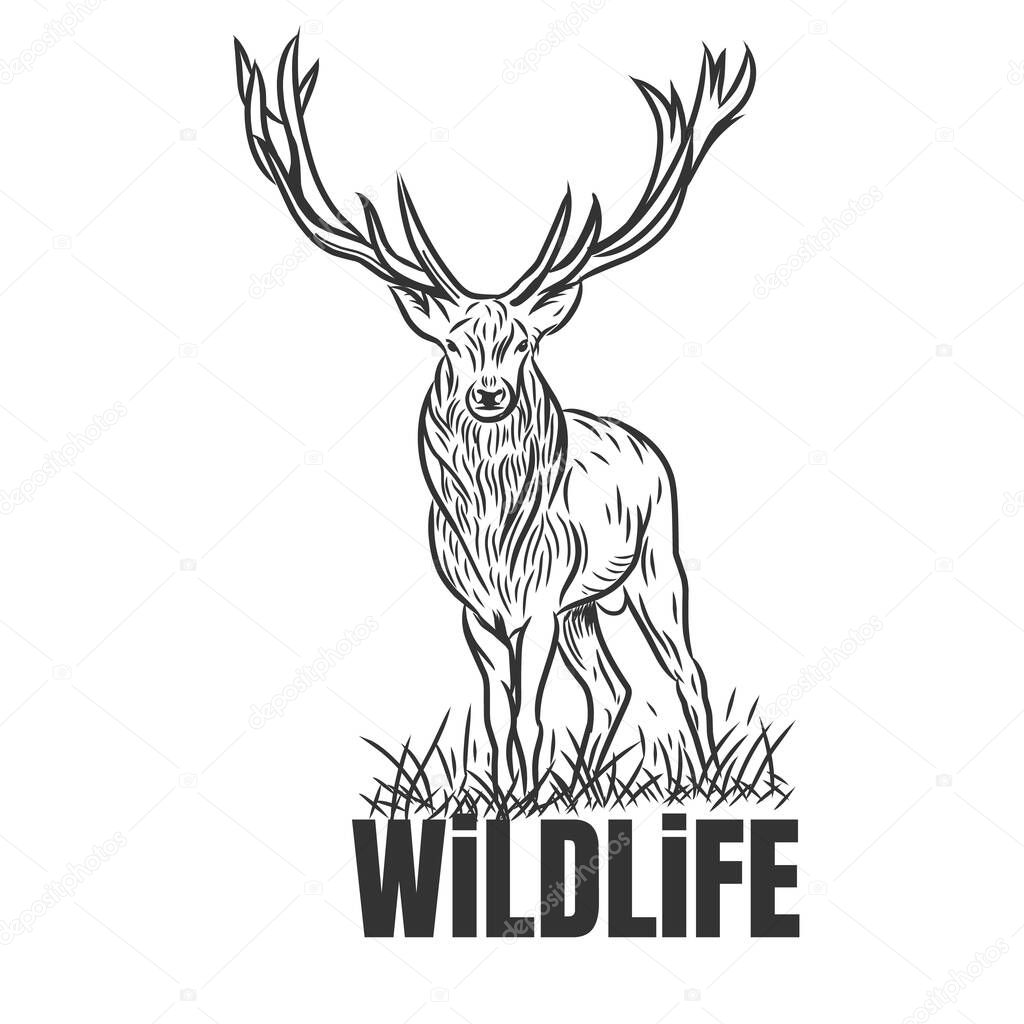 Hand drawn deer with wildlife text isolated on a white backgroun