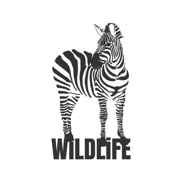 Hand drawn zebra with wildlife text isolated on a white backgrou — Stock Vector