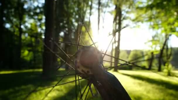 Rueda de bicicleta gira contra la puesta de sol en el parque, el sol brilla a través de las agujas de tejer de cerca — Vídeos de Stock