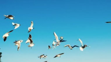 Havada, denizde kitesurfers karşı çember martılar sürüsü