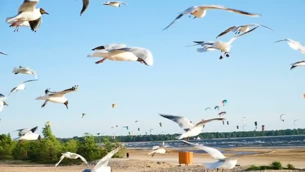 Flock of seagulls hovered at sea, slow motion — Stock Video