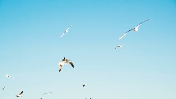 Flock måsar kretsande ovanför, Slowmotion — Stockvideo