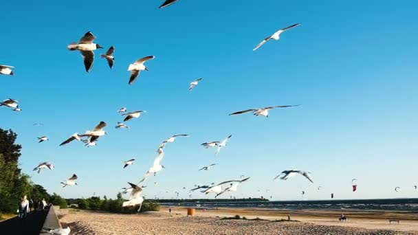 Flock of seagulls circling in the air at sea, slow motion — Stock Video