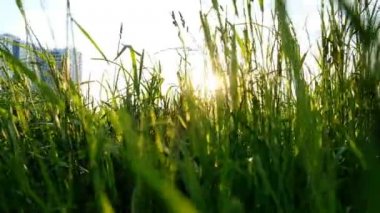 Güneş ışığı ile çim günbatımı veya şafak şehir parkı, ağır çekim parlar