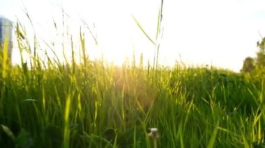 Güneş ışığı ile çim günbatımı veya şafak şehir parkı, kamera hareketi parlar. Ağır çekim