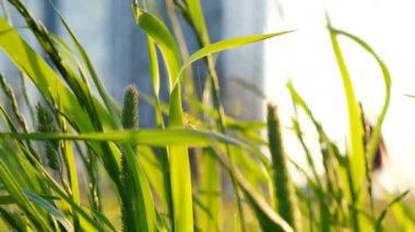 Örümcek bir web çim güneşin batımında örgüleri.