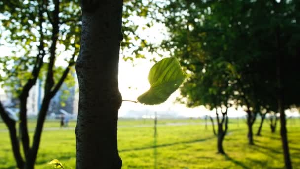 일몰에 태양에서 바람에 흔들리게 하는 잎 — 비디오