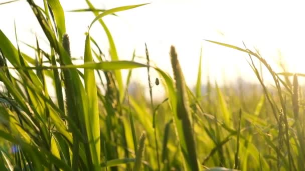 日没、スローモーションで太陽の下で芝生の上にぶら下がっているクモ — ストック動画