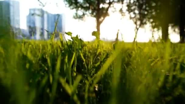 Солнечный свет светит через траву на закате или восходе солнца в городском парке, камера движется быстро. Медленное движение — стоковое видео