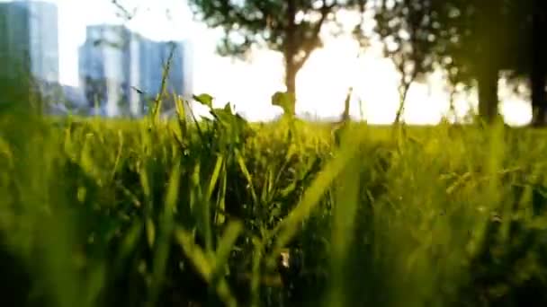 A luz do sol brilha através da grama ao pôr do sol ou nascer do sol no parque da cidade, movimento da câmera rápido. Movimento lento — Vídeo de Stock