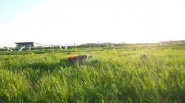 Yaz aylarında günbatımında kurtçukları yalan neşeli active köpek. İrlandalı setter çim ve çiçek çiğneme doğa üzerinde yuvarlanan