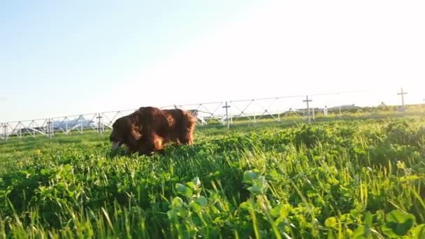 Perro alegre corre a lo largo de la hierba al atardecer en el verano. Feliz setter irlandés, cámara lenta — Vídeos de Stock