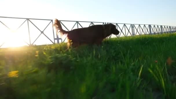 Cão feliz cão setter irlandês corre ao longo da grama ao pôr do sol no verão, câmera lenta — Vídeo de Stock