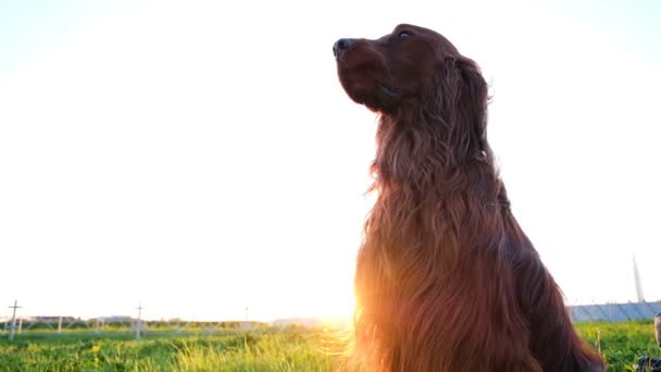 Слухняна собака сидить ще на траві на заході сонця в літній період. Ірландський сетер чекає і виглядає в далечінь, повільний рух — стокове відео