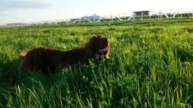 Yaz aylarında günbatımında kurtçukları yalan neşeli active köpek. İrlandalı setter doğa, ağır çekim yuvarlanan