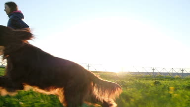 Genç kız günbatımında parkta bir köpek ile oynuyor. Gün batımında, evde beslenen hayvan bir İrlandalı setter koşturup kız yavaş hareket