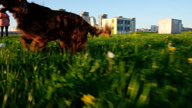 Gün batımında Parkta koşuşturan komik köpek. Evde beslenen hayvan İrlandalı kanepe komik pençeleri, yavaş hareket eder.