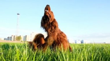 Köpek günbatımında kurtçukları oturmak kaşıntı. Komik hayvan sahiptir ve onun dilini, ağır çekim sopa