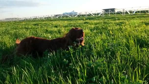 Alegre perro activo acostado en la hierba al atardecer en el verano. setter irlandés cayendo en la naturaleza, cámara lenta — Vídeo de stock