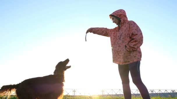 Mujer entrenando a un perro en el parque. Joven chica burlas palo mascota, cámara lenta — Vídeo de stock