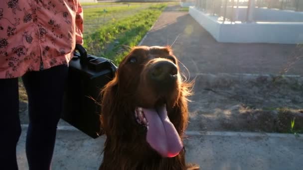 Dog sits with his tongue hanging out at sunset. Pet Irish setter resting, slow motion — Stock Video