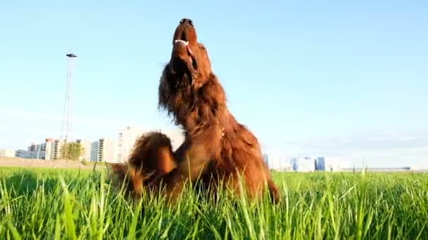 Dog is itching to sit in the grass at sunset. Funny pet enjoys and sticks out his tongue, slow motion — Stock Video