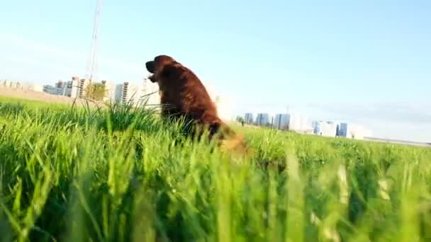 El perro arrastra sus patas traseras a lo largo de la hierba y pica al atardecer. incómodo divertido mascota camina en la naturaleza, cámara lenta — Vídeos de Stock