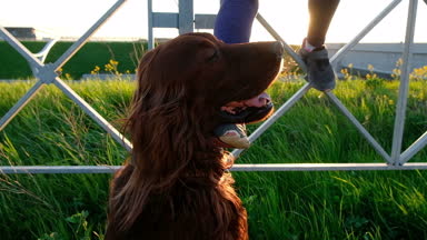 Kadın onu tırmalamak günbatımında bir köprü bir evde beslenen hayvan otur genç bir kızla ayak.