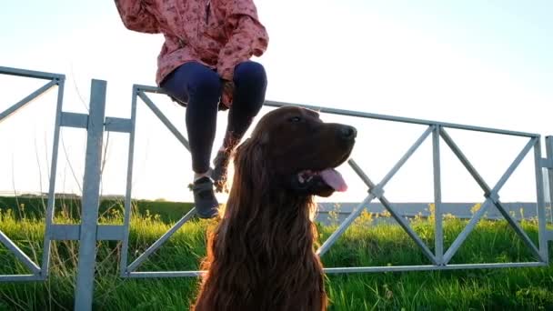 Собака сидит на траве рядом с шоссе. Женщина гуляет с домашним животным в парке на закате, замедленная съемка — стоковое видео