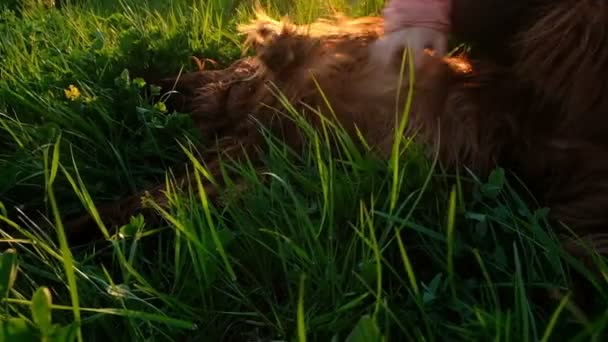 Kvinna kamma hennes mage till en hund ligga i gräset vid solnedgången, en reflex med en hind tass — Stockvideo