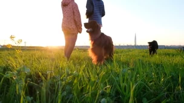 Deux chiens courent sur l'herbe au coucher du soleil — Video